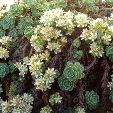 Himalajanmaksaruoho - Sedum pachyclados