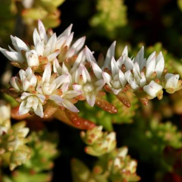 Neidonmaksaruoho - Sedum pulchellum