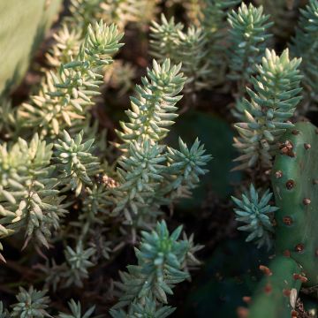 Kalliomaksaruoho - Sedum reflexum
