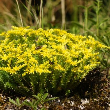 Särmämaksaruoho - Sedum sexangulare
