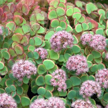 Amppelimaksaruoho sieboldii