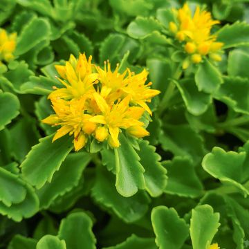 Kamtsatkanmaksaruoho - Sedum kamtchaticum