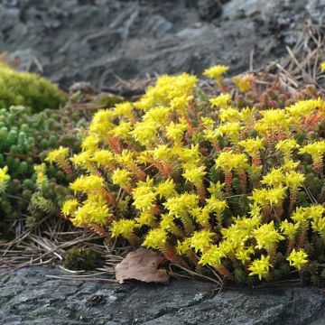 Keltamaksaruoho (siemenet) - Sedum acre
