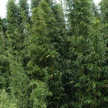 Bambu Viridis