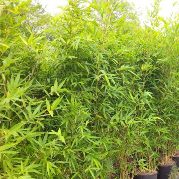 Bambu - Semiarundinaria makinoi