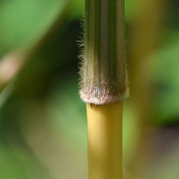 Bambu Kimmei