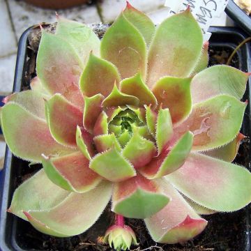 Mehitähti Pseudo-ornatum