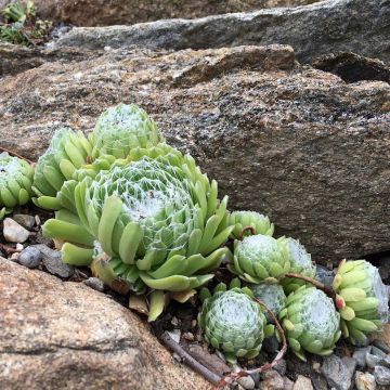 Seittimehitähti - Sempervivum arachnoideum