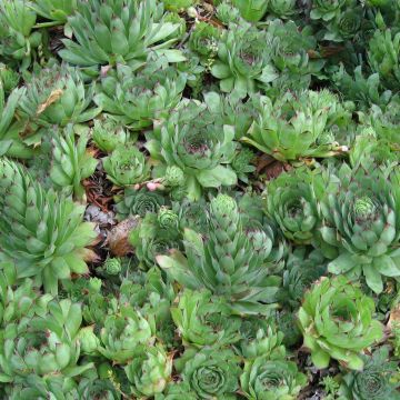 Kattomehitähti - Sempervivum tectorum