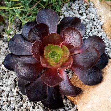 X Semponium Sempervivum x Aeonium Destiny