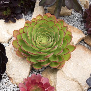 X Semponium Sempervivum x Aeonium Diamond