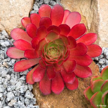 X Semponium Sempervivum x Aeonium Sienna