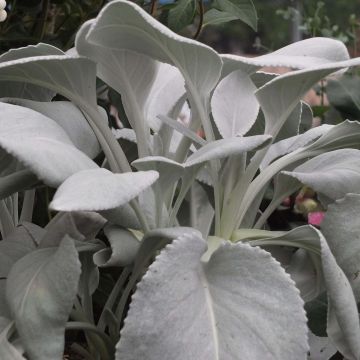 Hopeavillakko Angel Wings