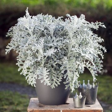 Villako Silver Gleam