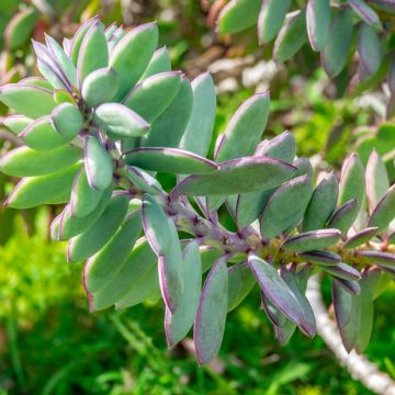 Villako - Senecio crassissimus