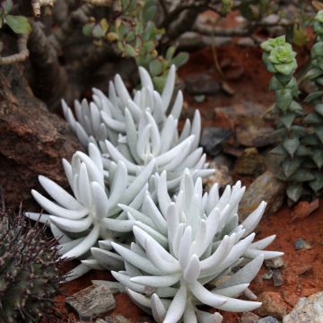 Villako - Senecio hawortii