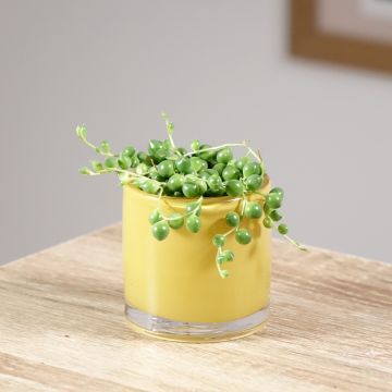 Hernevillakko - Senecio herreianus