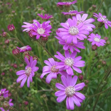 Kesävillakko - Senecio polyodon