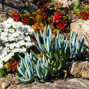 Villako - Senecio serpens