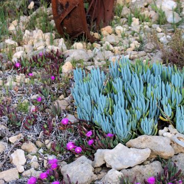 Villako Dwarf Blue