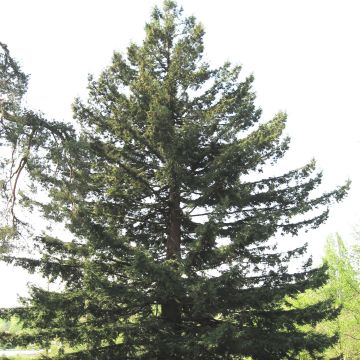 Jättiläispunapuu - Sequoia sempervirens
