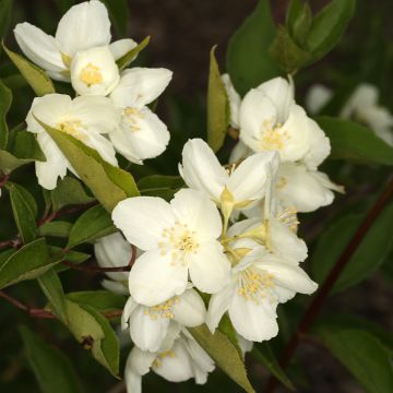 Jasmike - Philadelphus pekinensis