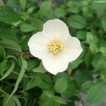 Jasmikkee - Philadelphus mexicanus