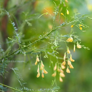 Kolibrinpavu - Sesbania javanica