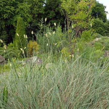 Lupikka - Sesleria argentea