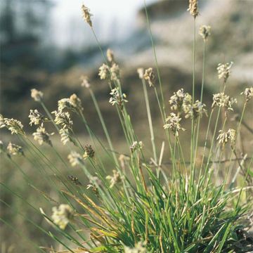 Sinilupikka - Sesleria caerulea