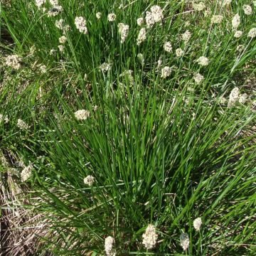 Lupikka - Sesleria heufleriana