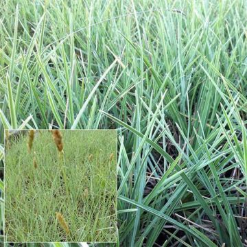 Kiiltolupikka - Sesleria nitida