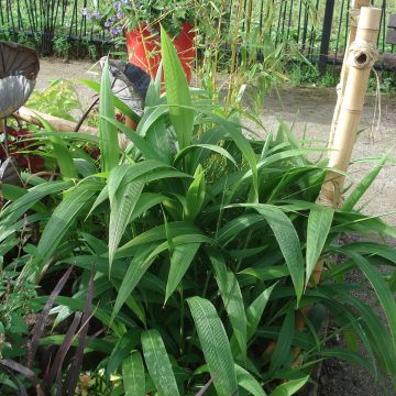 Nuokkupantaheinä - Setaria palmifolia