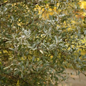 Hopeapuhvelinmarja - Shepherdia argentea