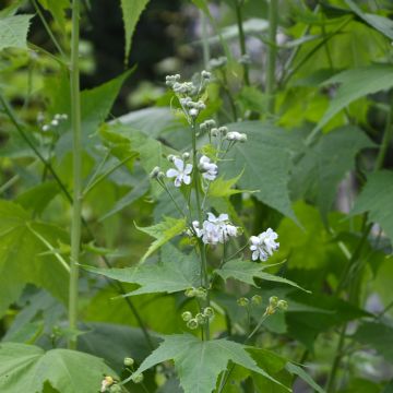 Sormisiida - Sida hermaphrodita