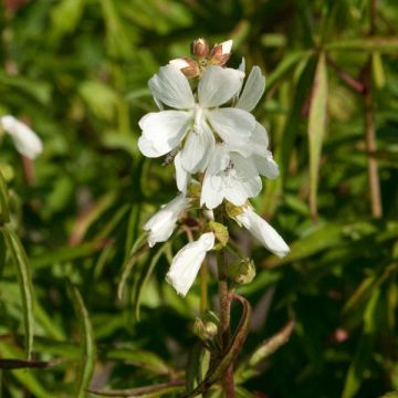Valkojalomalva - Sidalcea candida