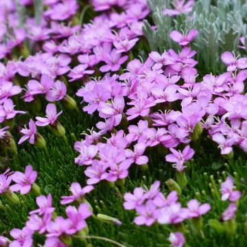 Tunturikohokki - Silene acaulis