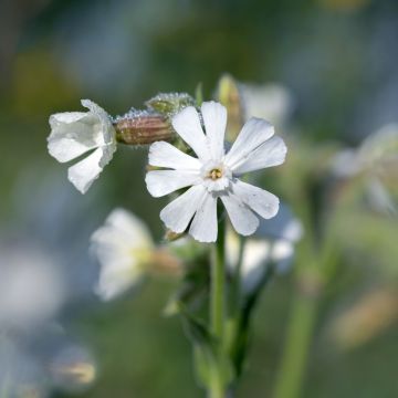 Valkoailakki - Silene latifolia subsp. alba