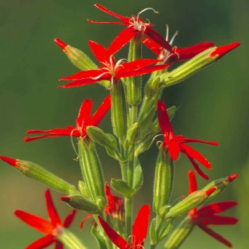 Kuningaskohokki - Silene regia