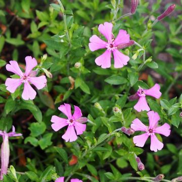 Syyskohokki - Silene schafta
