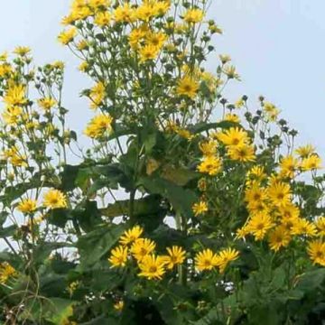 Leveäkompassikukka - Silphium perfoliatum