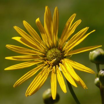 Hoikkakompassikukka - Silphium terebinthinaceum