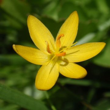 Silmiö - Sisyrinchium californicus