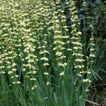 Juovasilmiö - Sisyrinchium striatum