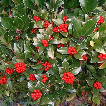 Japaninsatokki - Skimmia reevesiana