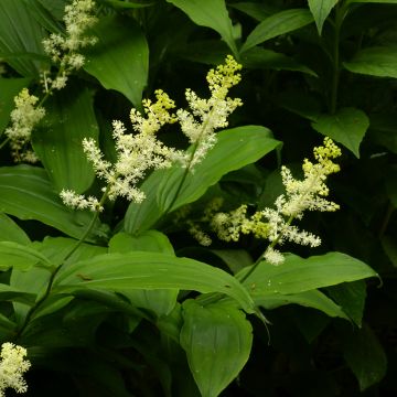 Tertturotkokielo - Smilacina racemosum