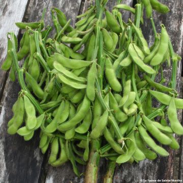 Soijapapu Chiba Green luomu - Ferme de Sainte Marthe