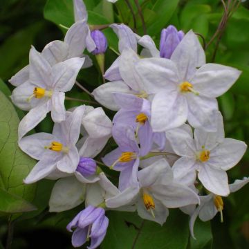 Solanum jasminoides Sininen