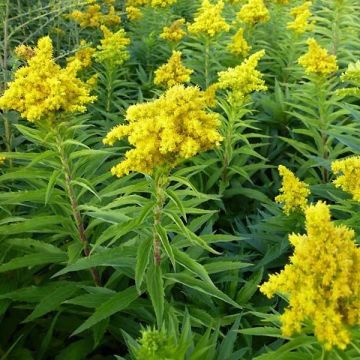Tarhapiisku Spatgold