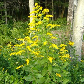 Nuokkupiisku - Solidago rugosa
